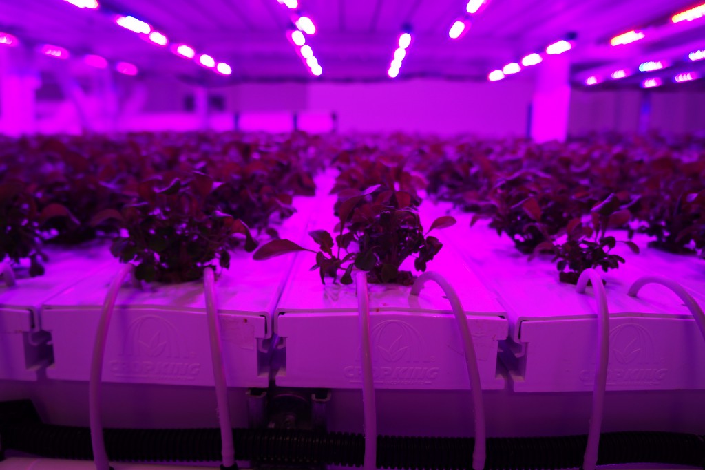 Arugula grows under LED lights at Infinite Harvest. Photos by Katherine Blunt.