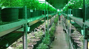 marijuana greenhouse