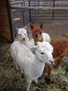 alpacas1