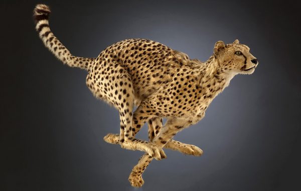 dmns Cheetah