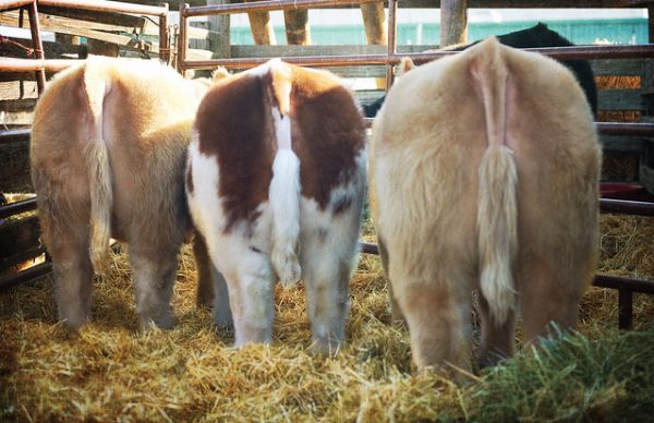 nationalwestern stockshow