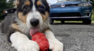 Founder of Golden dog toy company Kong fights for control