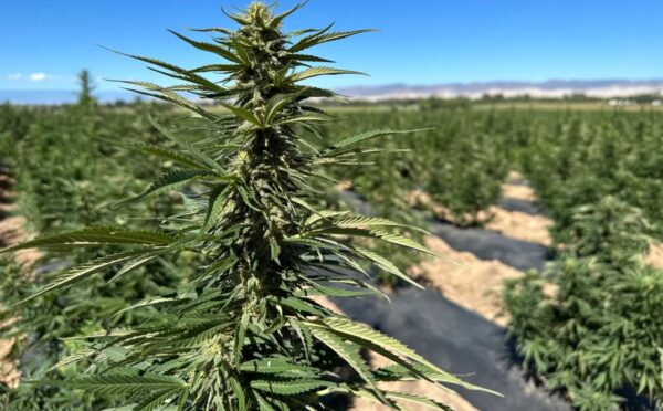Litigation bankrupts hemp firm before trial 1 hemp