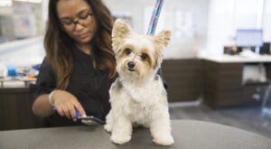 PetSmart