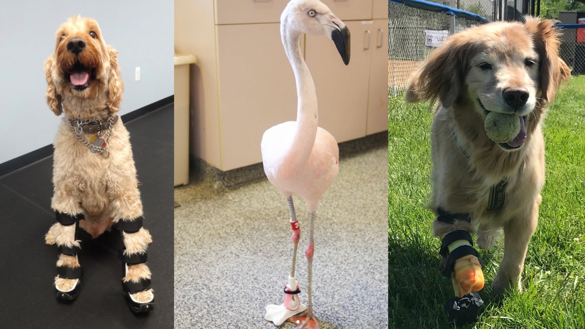 Westminster pet prosthetic maker files for bankruptcy 1 Untitled design 2